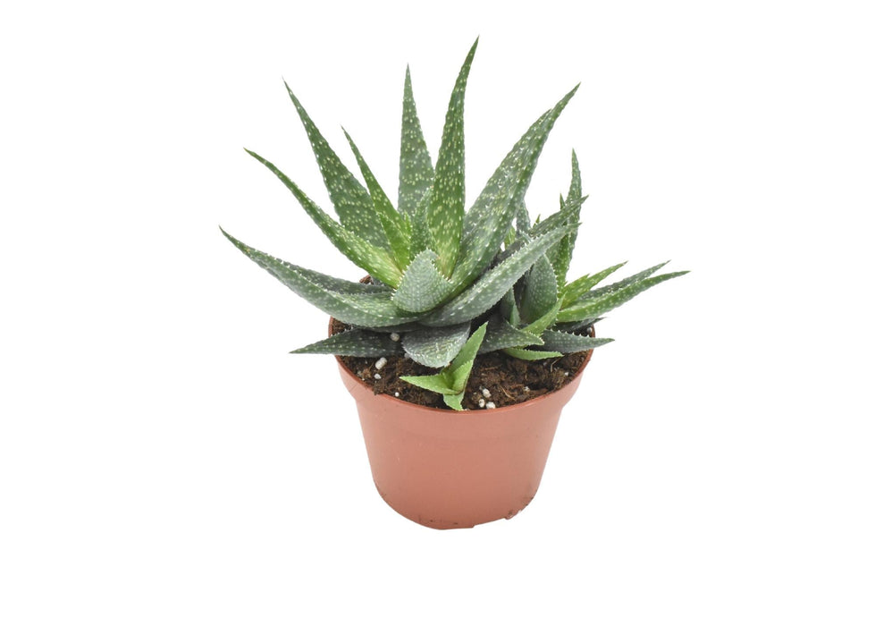 Aloe Migori H15Cm - Mini Inomhussuckulentväxt