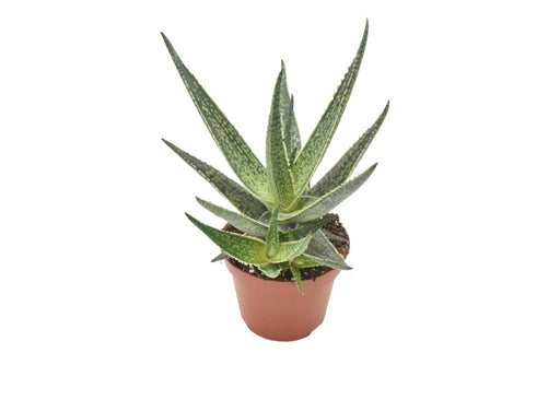 Aloe Riana H15.0Cm