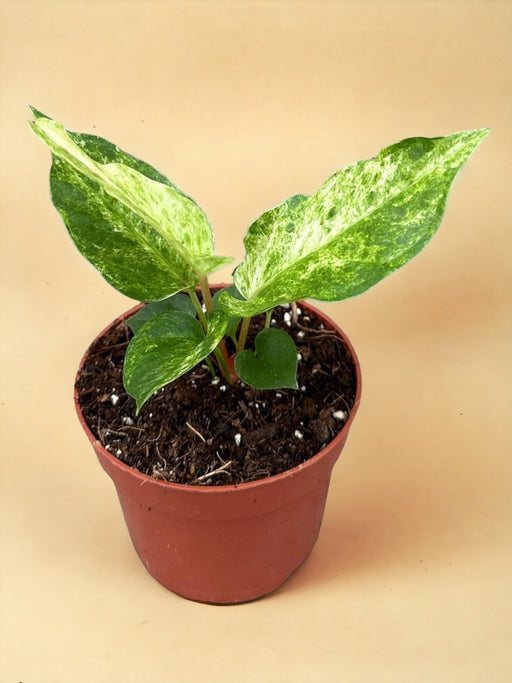 Anthurium Bonplandii Variegata