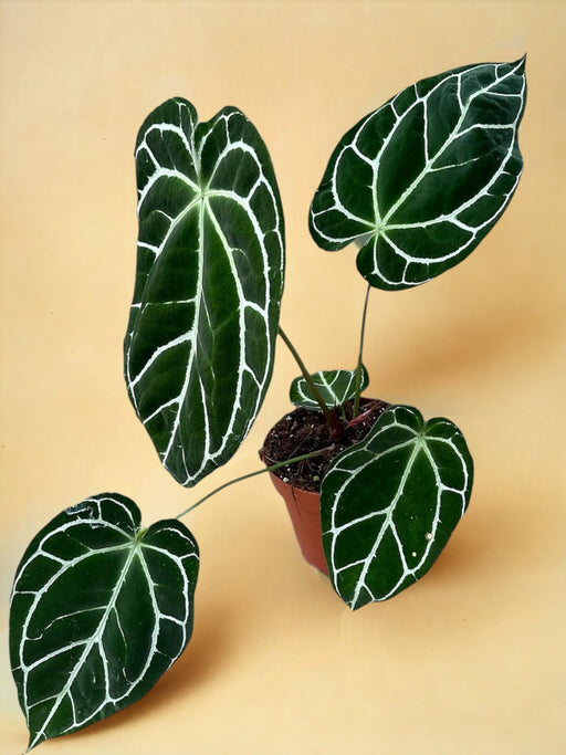 Anthurium Crystallinum