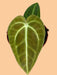 Anthurium Veitchii