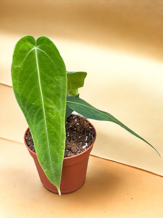 Anthurium Warocqueanum X Waterburyanum