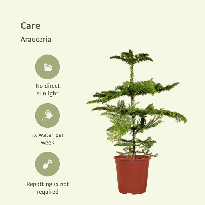 Araucaria