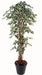 Konstgjord Ficus Lianes Träd 210 Cm Inomhusväxt