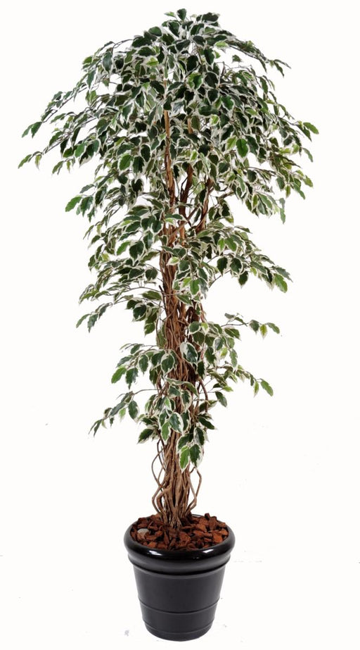 Konstgjord Ficus Lianes Träd 210 Cm Inomhusväxt