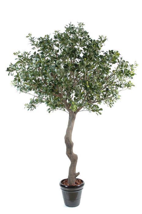 Konstgjord Pittosporum Träd 260 Cm Inredning