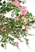 Konstgjord Bougainvillea Träd 280 Cm Inomhus Rosa