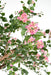 Konstgjord Bougainvillea Träd 280 Cm Inomhus Rosa