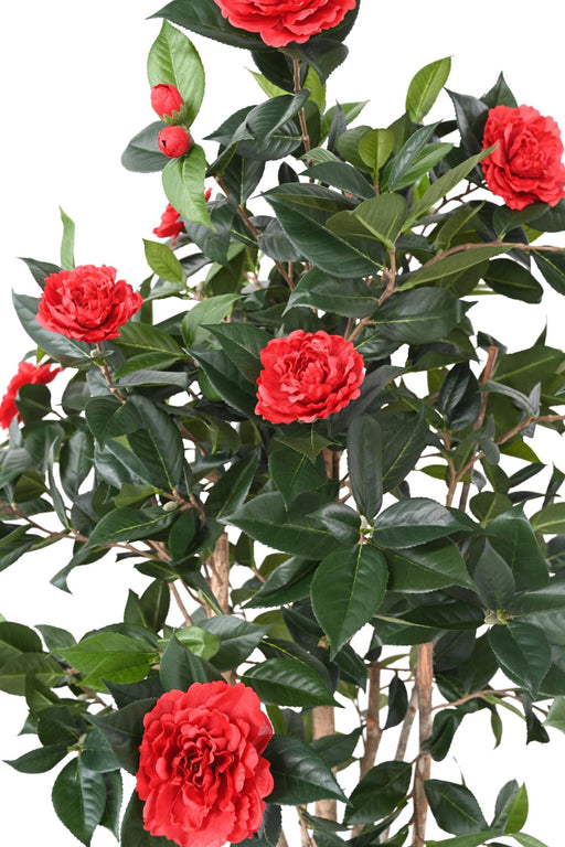 Konstgjord Camellia Träd Röd 160 Cm 12 Blommor