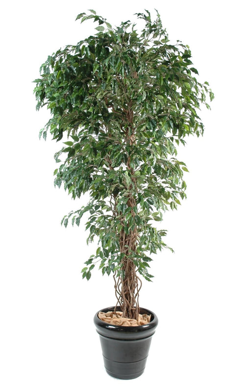 Konstgjord Ficus Träd 210Cm För Inomhusgrön