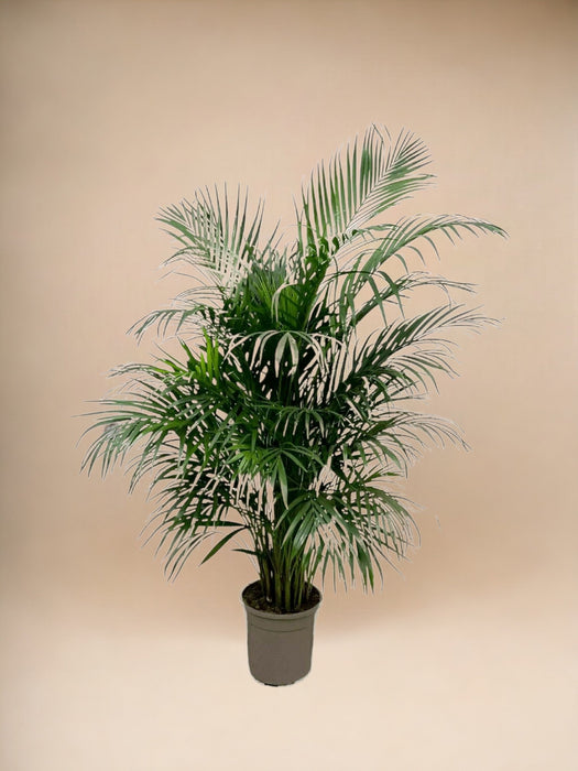 Areca Palm