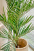 Areca - Konstgjord Palm