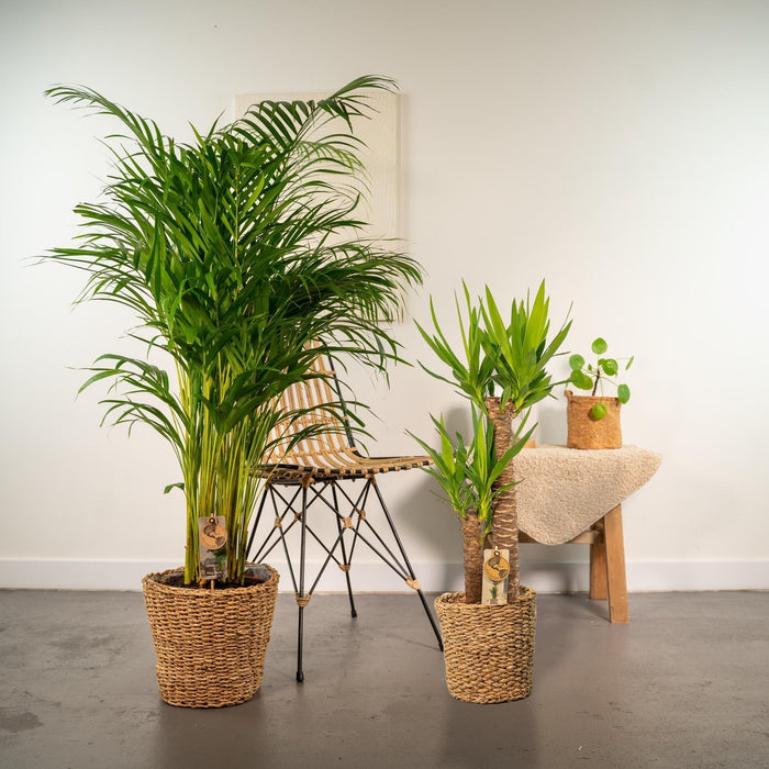 Areca, Yucca, Duo Of Plants H130Cm