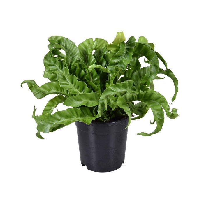 Asplenium 'Antiquum'