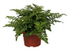 Asplenium 'Parvati'