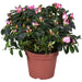 Azalea Helmutt Vogel D14Cm - Blommande Växt