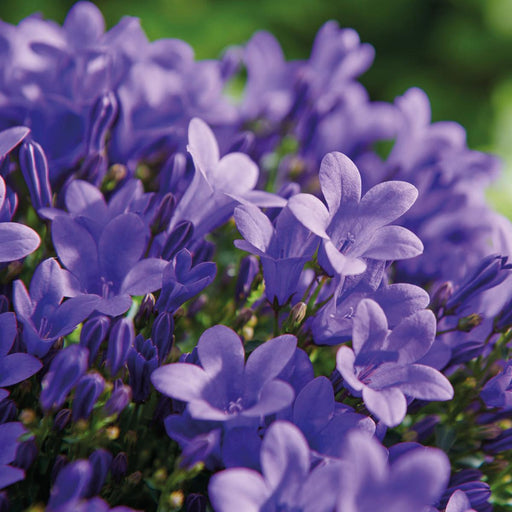 Vit Balkonbak Med 3 Violet Campanula Addenda - Bells