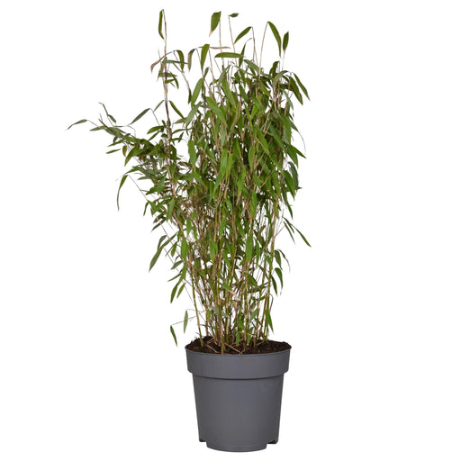 Bambu - Fargesia Murielae 'Winter Black' - ↨80Cm - Ø29 - Utomhusväxt