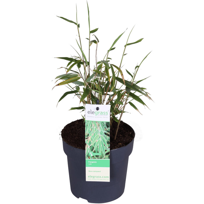 Bambu - Fargesia Rufa - ↨40Cm - Ø14 - Utomhusväxt