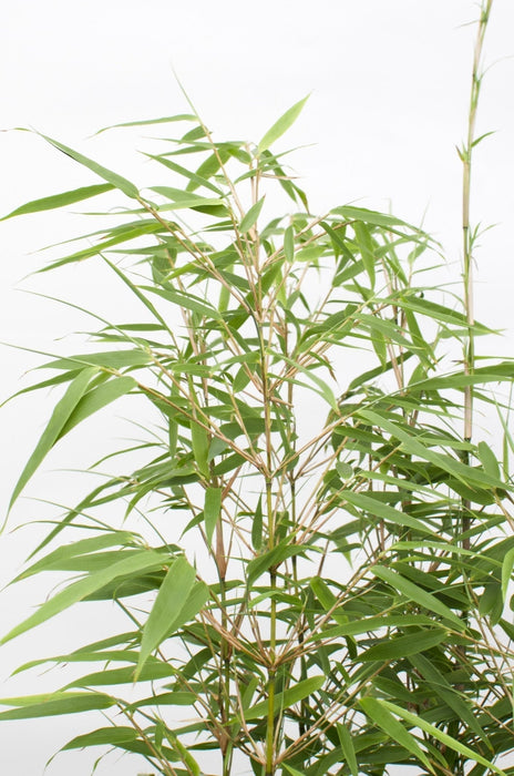 Bambu - Fargesia Rufa - ↨40Cm - Ø14 - Utomhusväxt