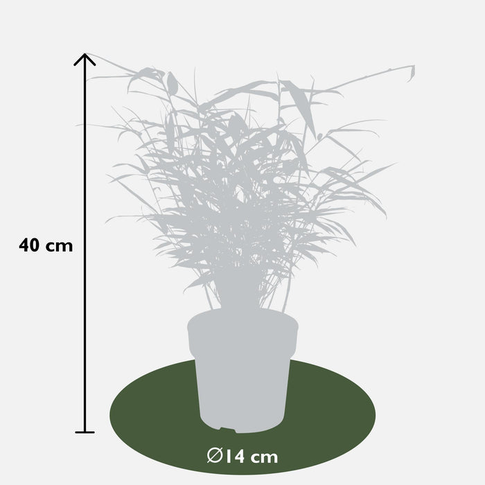 Bambu - Fargesia Rufa - ↨40Cm - Ø14 - Utomhusväxt