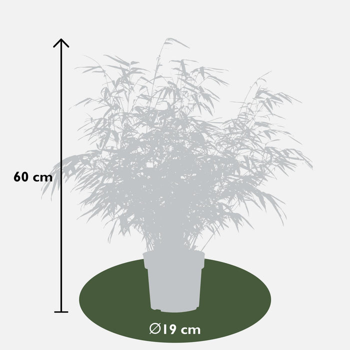 Bambu - Fargesia Rufa - ↨60Cm - Ø19 - Utomhusväxt