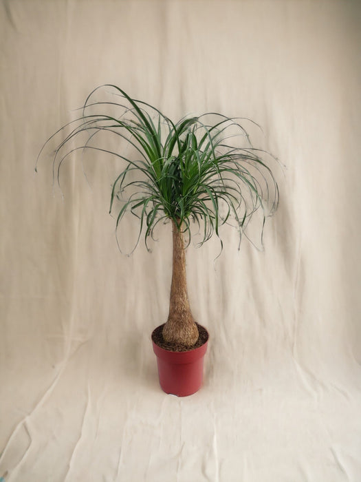 Beaucarnea Maya Palm