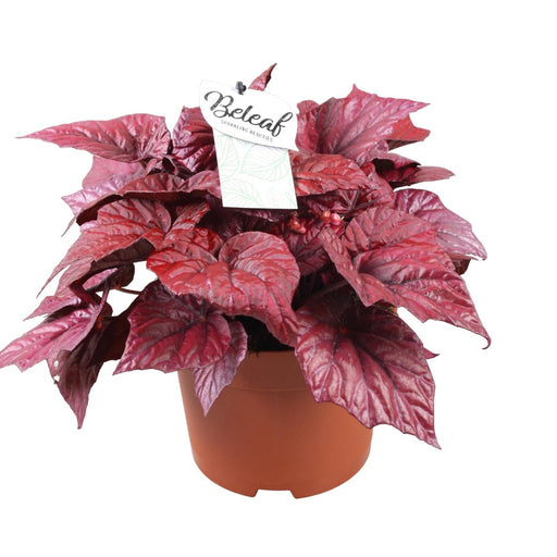 Begonia Beleaf 'Inca Flame'