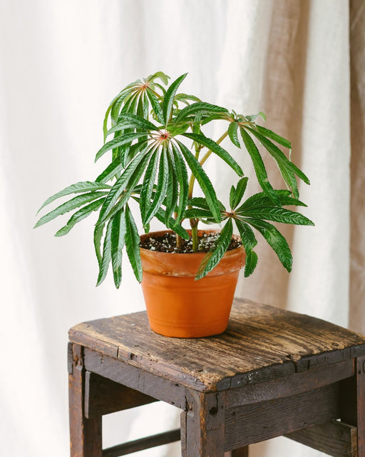 Begonia Luxurians