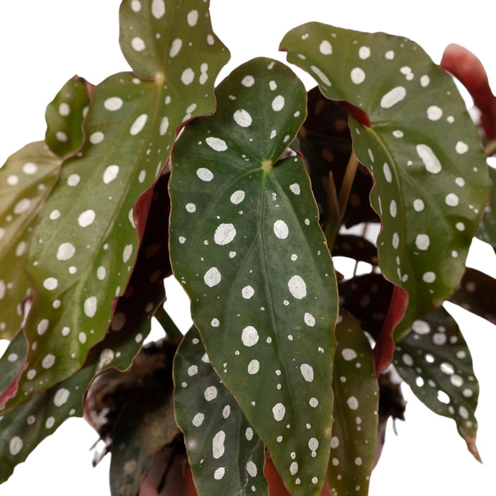 Begonia Maculata