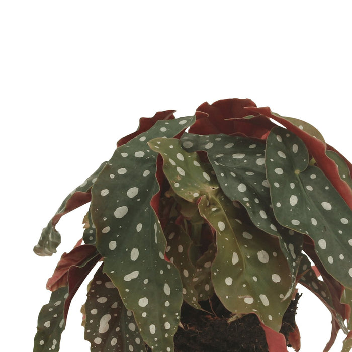 Begonia Maculata - Set Om 2