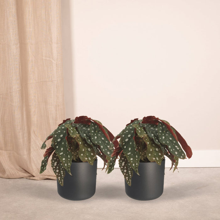 Begonia Maculata - Set Om 2