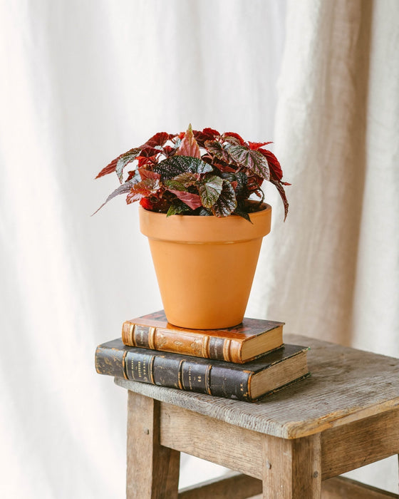 Begonia Polka Dot Pink