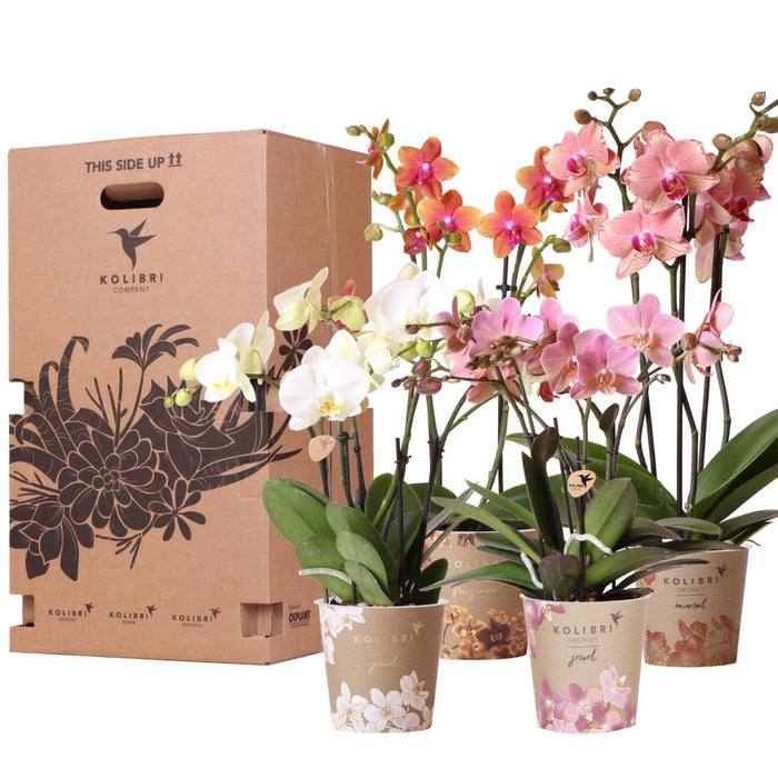 Orchid Surprise Box - 4 Sorter