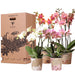 Orchid Surprise Box - 4 Sorter