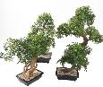 Konstgjord Aralia Bonsai 50 Cm I Dekorativ Kopp