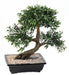 Konstgjord Bonsai Svart Pil 50 Cm Med Dekorativ Kruka