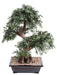 Bonsai Black Willow Artificiell 70 Cm Dekorativ Växt