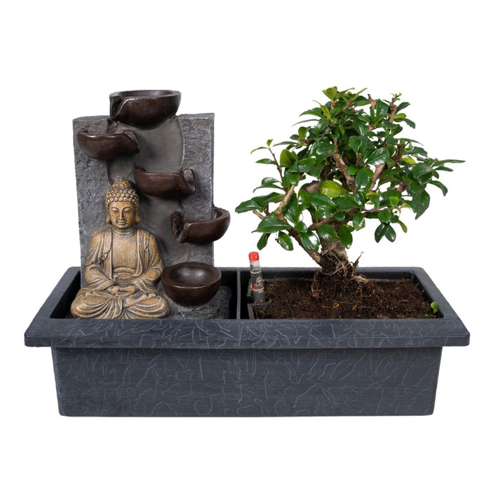 Cascading Bonsai (Budha)