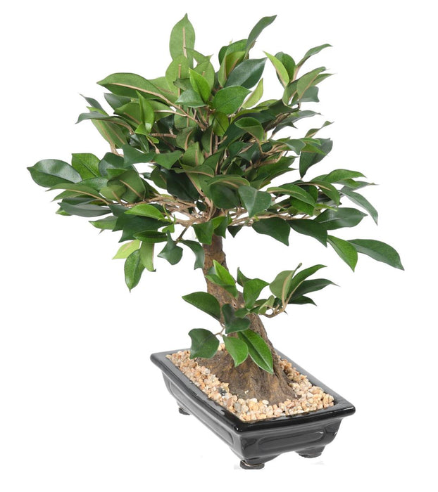 Konstgjord Ficus Bonsai 38 Cm För Inomhus