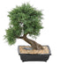 Konstgjord Juniperus Bonsai 55Cm Inredning