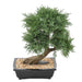 Konstgjord Juniperus Bonsai 55Cm Inredning