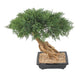 Konstgjord Bonsai Juniperus 60 Cm Inomhusväxt