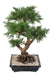 Konstgjord Juniperus Bonsai 75 Cm Keramik