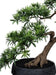 Artificiell Podocarpus Bonsai 70 Cm För Inomhus