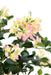 Konstgjord Bougainvillea 150 Cm Vita Rosa Blommor