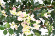 Konstgjord Bougainvillea 150 Cm Vita Rosa Blommor