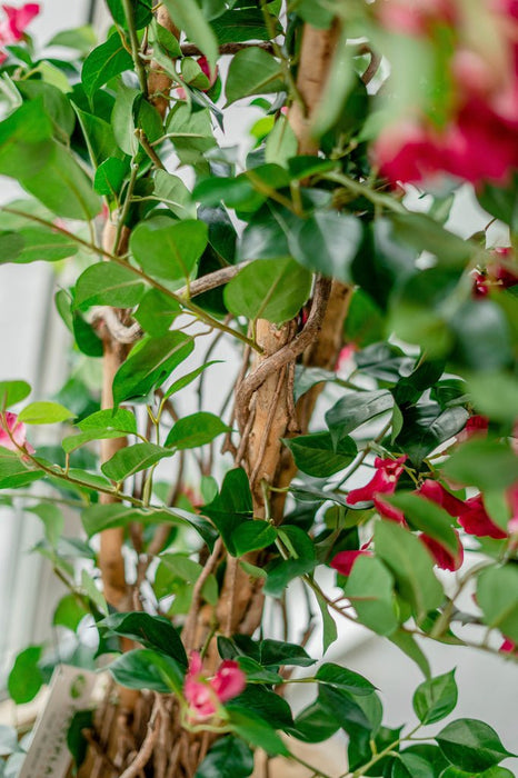 Bougainvillea Liana Fuschia - Konstgjorda Träd