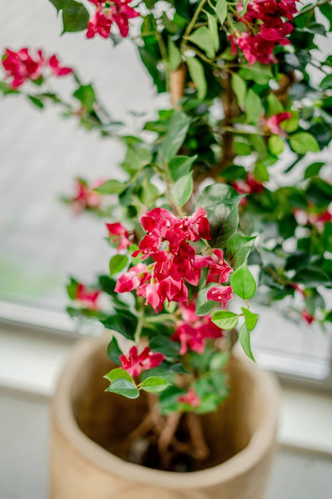 Bougainvillea Liana Fuschia - Konstgjorda Träd