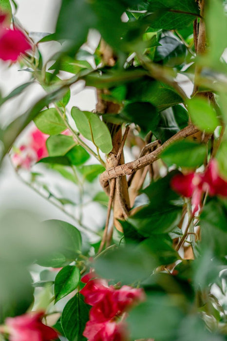 Bougainvillea Liana Fuschia - Konstgjorda Träd